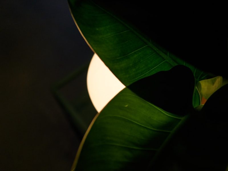 Photo lotus leaf fabric shade pendant lamp