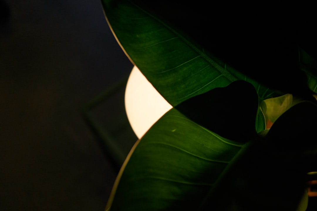 Photo lotus leaf fabric shade pendant lamp