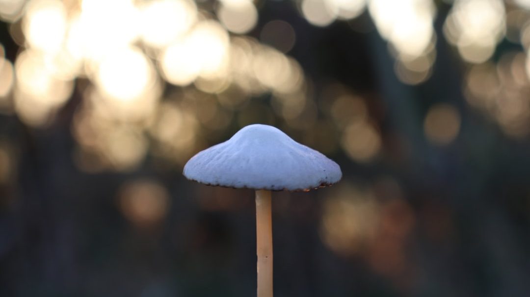 Photo Mushroom resin wall lamp