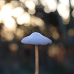 Photo Mushroom resin wall lamp