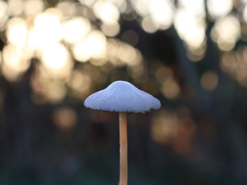 Photo Mushroom resin wall lamp