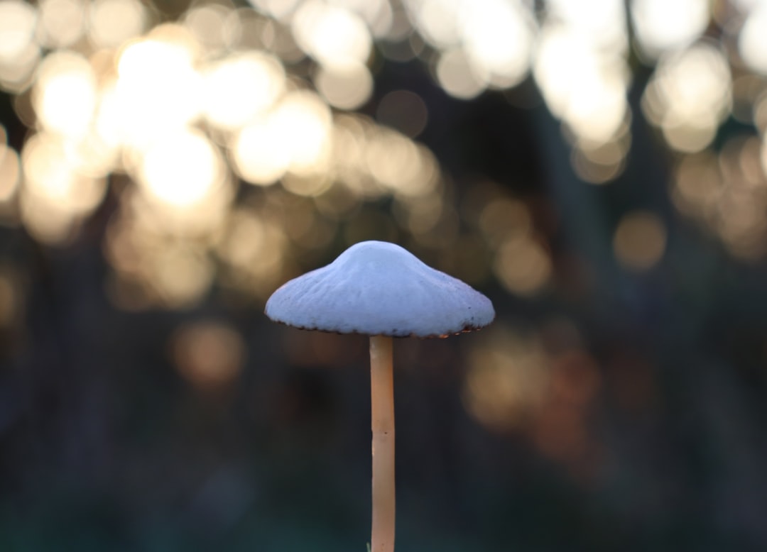 Photo Mushroom resin wall lamp